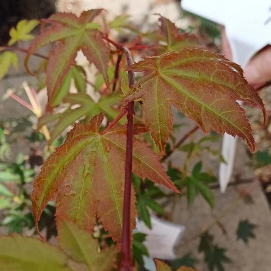 Acer Palmatum 'tsumi Gaki' - View 23 from www redcrocus com