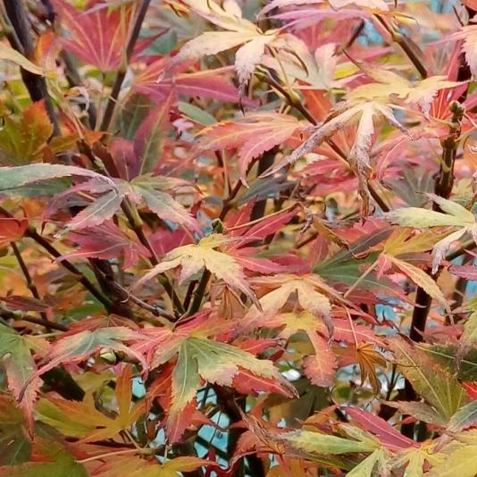 Acer Palmatum 'tsumi Gaki' - View 24 from www redcrocus com