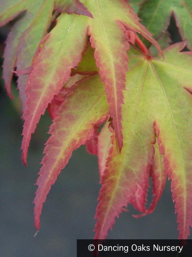 Acer Palmatum 'tsumi Gaki' - View 3 from www redcrocus com