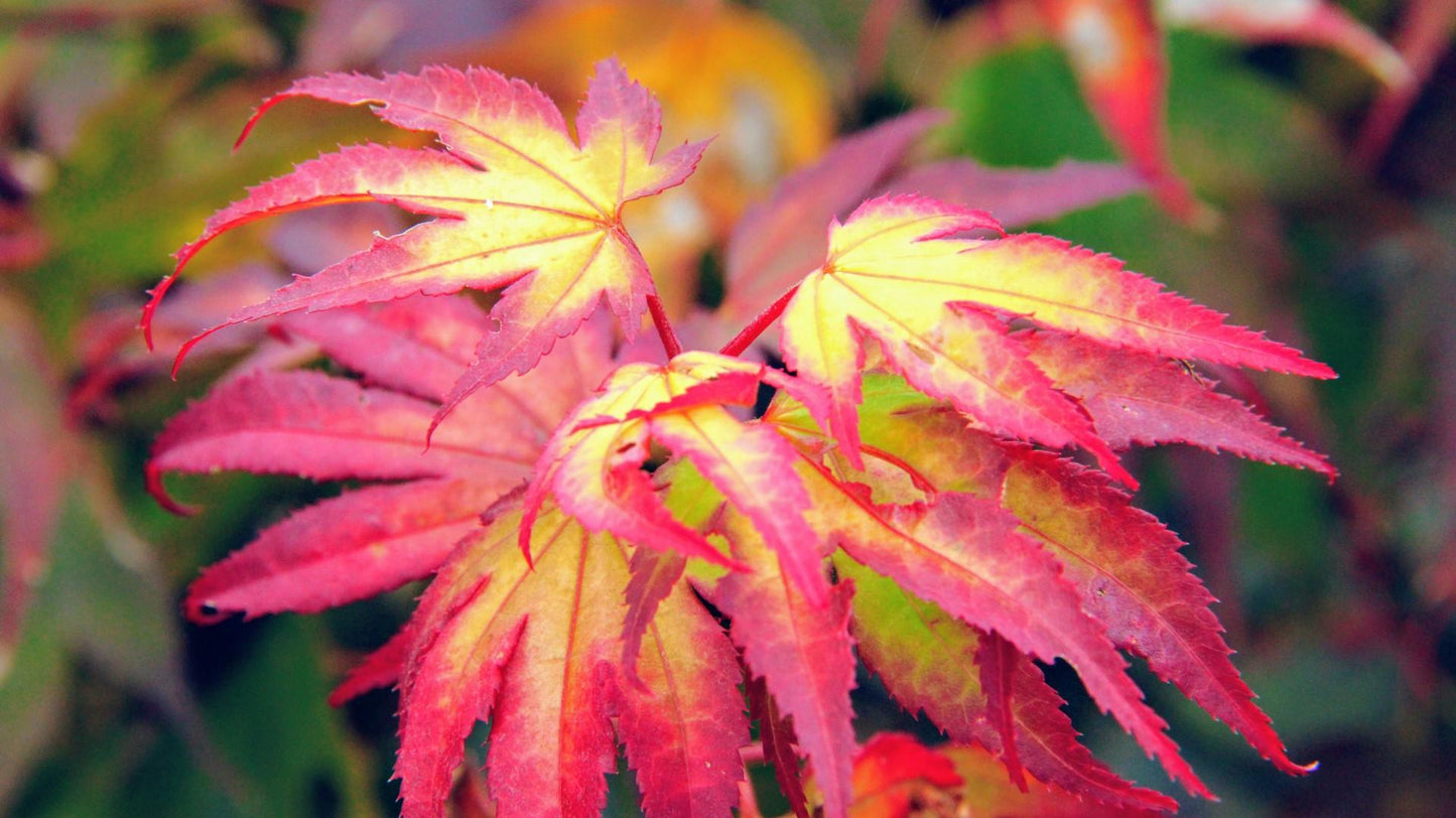 Acer Palmatum 'tsumi Gaki' - View 4 from www redcrocus com