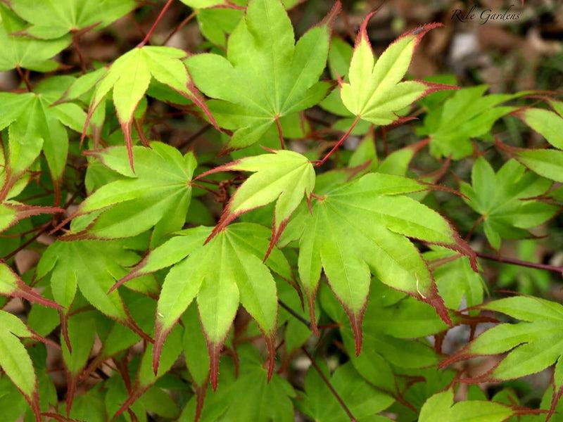 Acer Palmatum 'tsumi Gaki' - View 5 from www redcrocus com