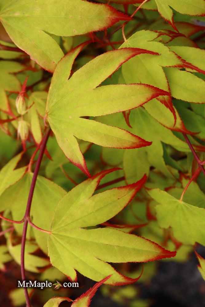 Acer Palmatum 'tsumi Gaki' - View 6 from www redcrocus com