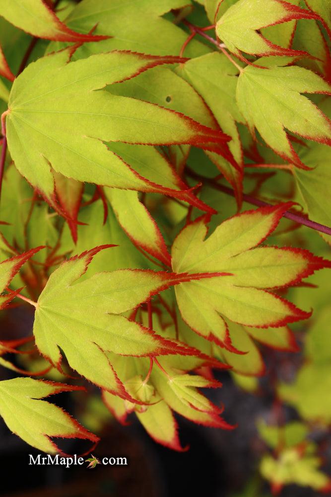 Acer Palmatum 'tsumi Gaki' - View 7 from www redcrocus com
