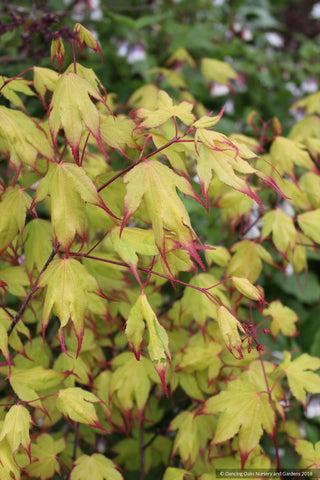 Acer Palmatum 'tsumi Gaki' - View 8 from www redcrocus com