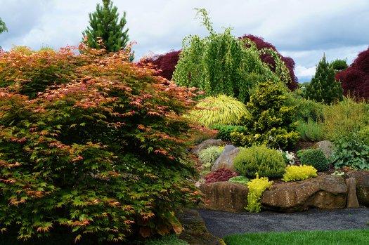 Acer Palmatum 'tsumi Gaki' - View 9 from www redcrocus com