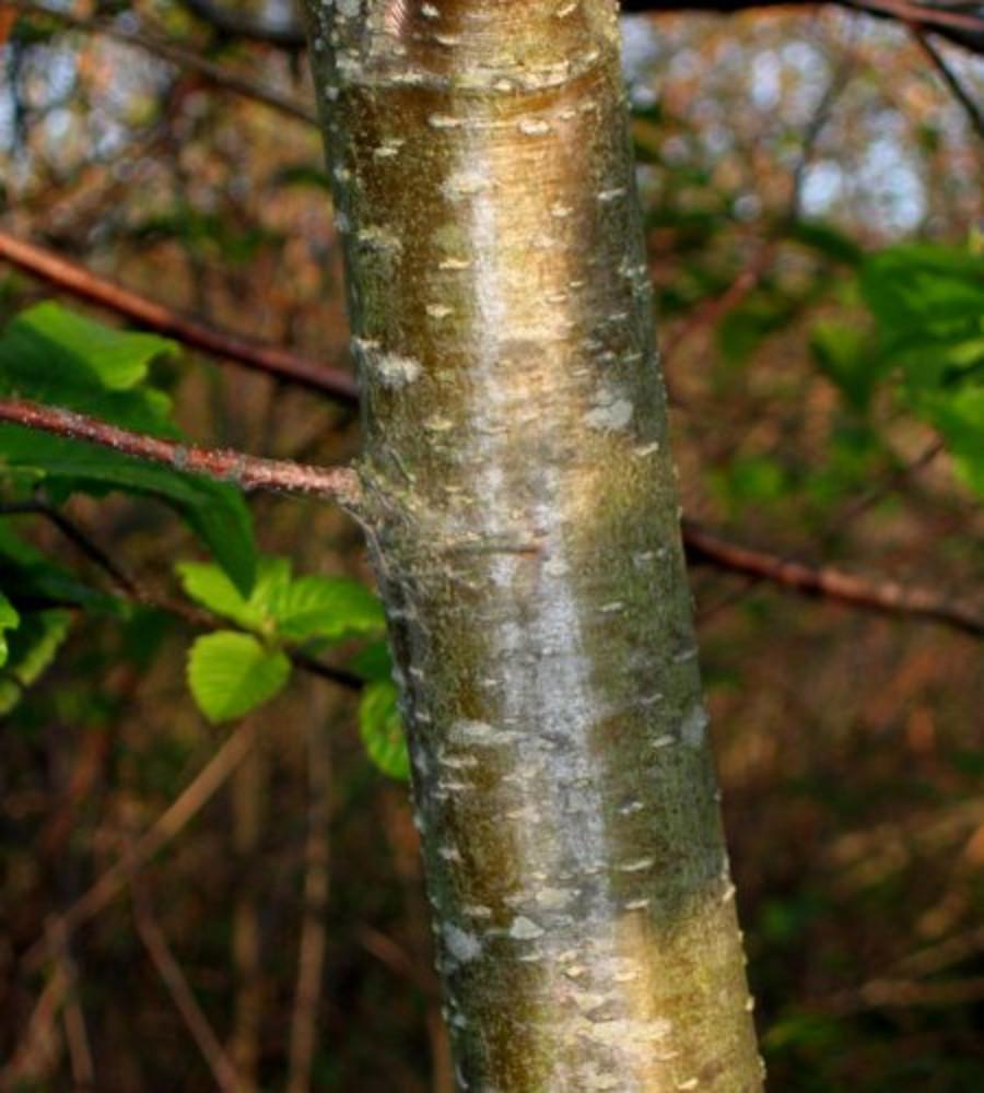 Alnus Rugosa - View 10 from www redcrocus com