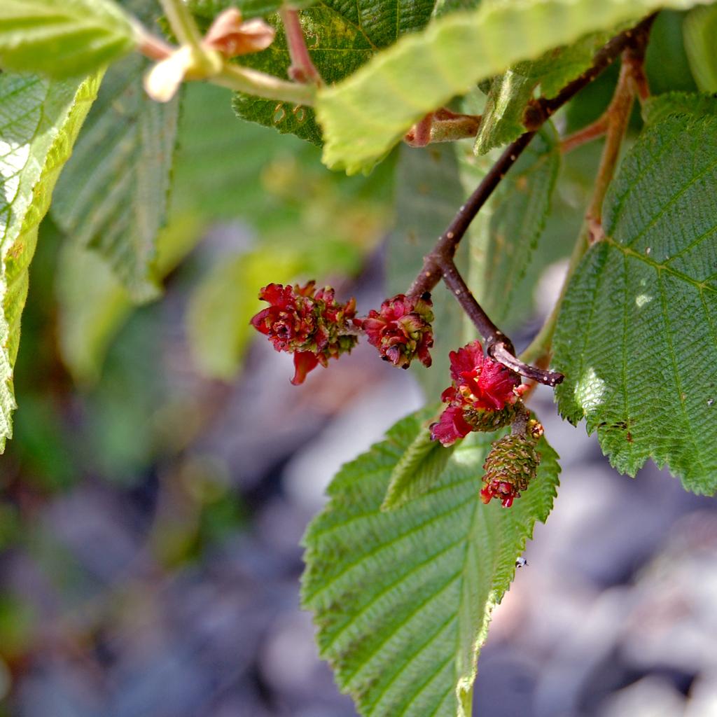 Alnus Rugosa - View 11 from www redcrocus com