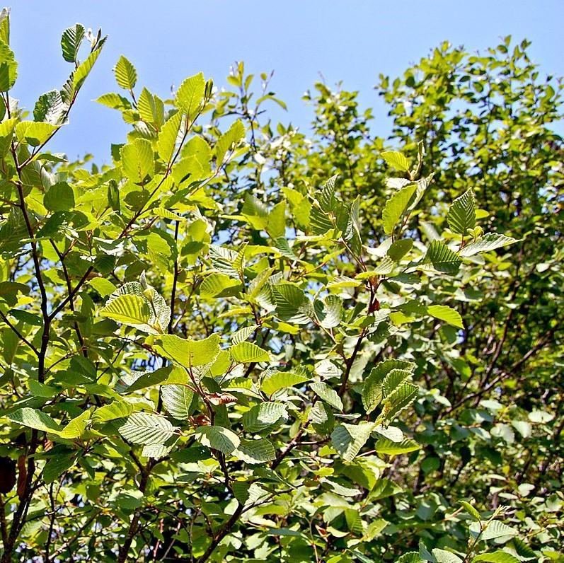 Alnus Rugosa - View 12 from www redcrocus com