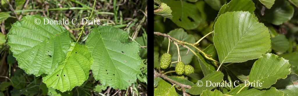 Alnus Rugosa - View 13 from www redcrocus com