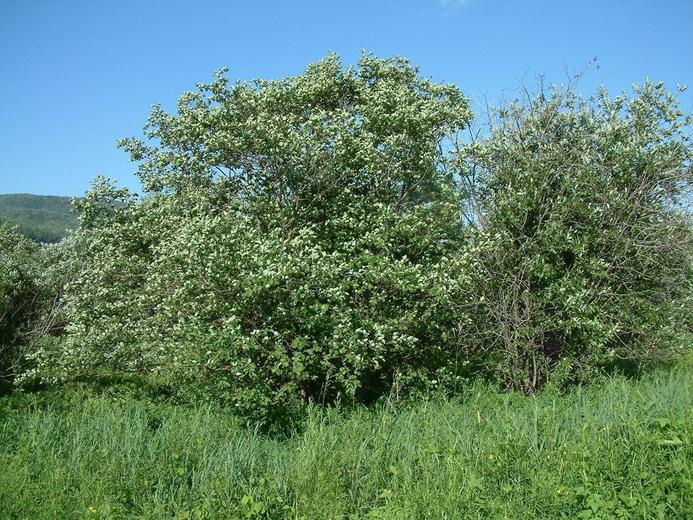 Alnus Rugosa - View 15 from www redcrocus com