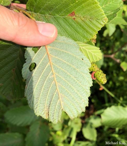 Alnus Rugosa - View 16 from www redcrocus com