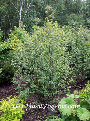 Alnus Rugosa - View 17 from www redcrocus com