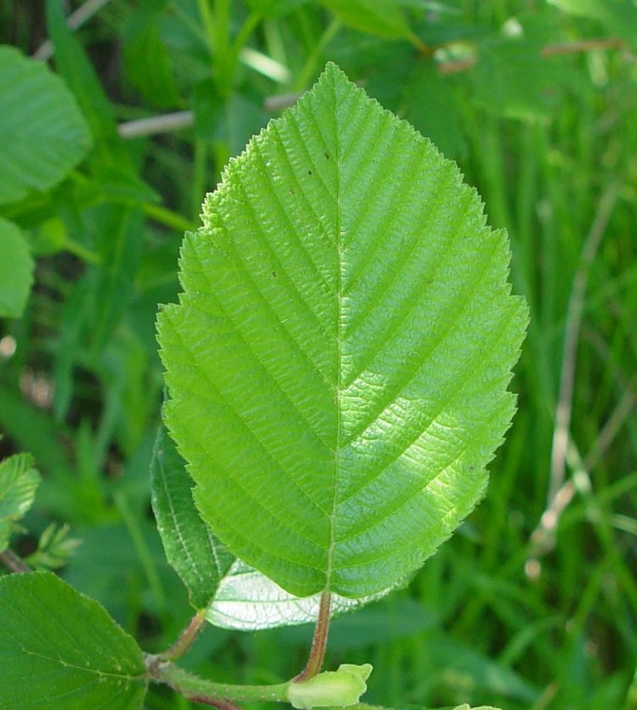 Alnus Rugosa - View 18 from www redcrocus com