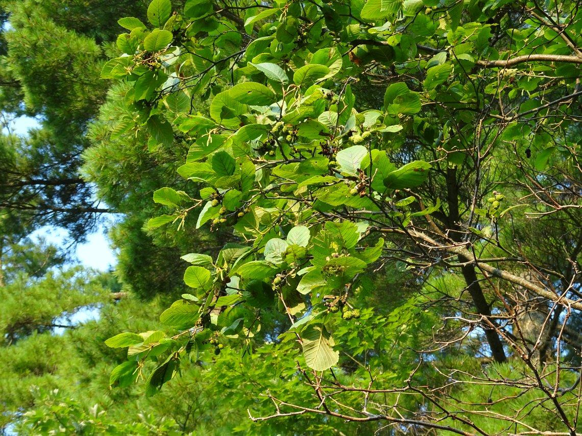 Alnus Rugosa - View 21 from www redcrocus com