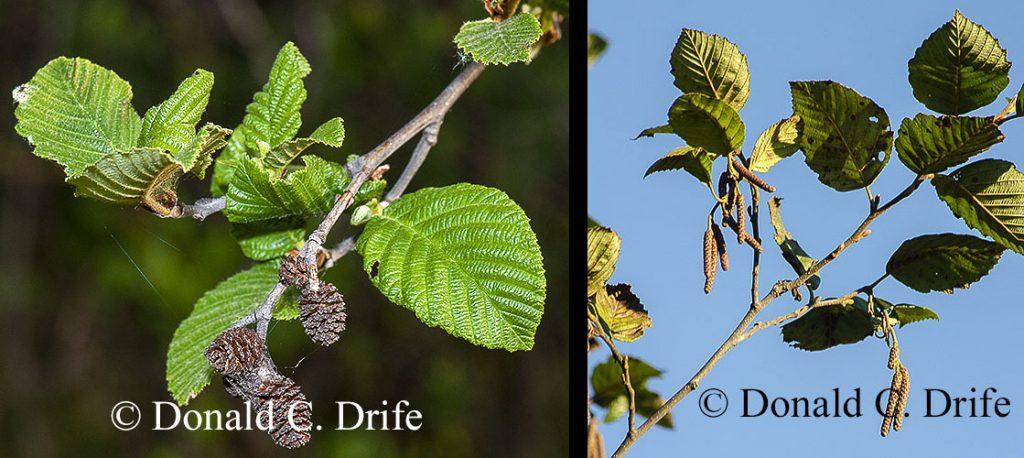 Alnus Rugosa - View 22 from www redcrocus com