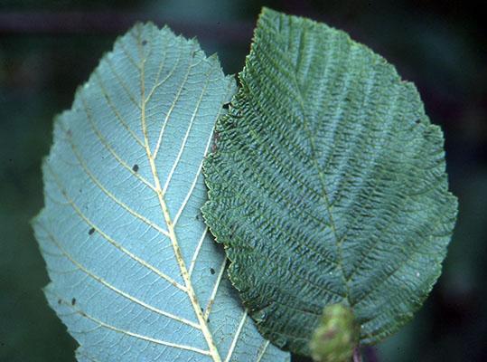 Alnus Rugosa - View 23 from www redcrocus com