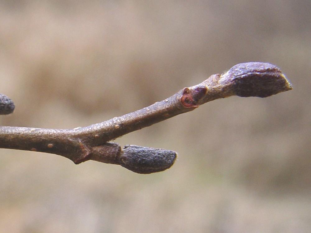 Alnus Rugosa - View 25 from www redcrocus com