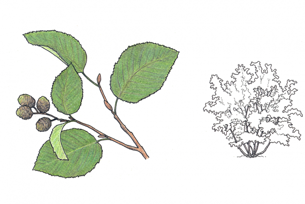 Alnus Rugosa - View 26 from www redcrocus com