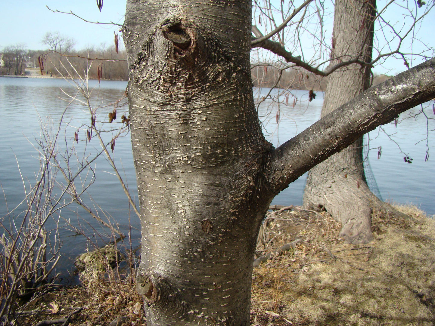 Alnus Rugosa - View 28 from www redcrocus com