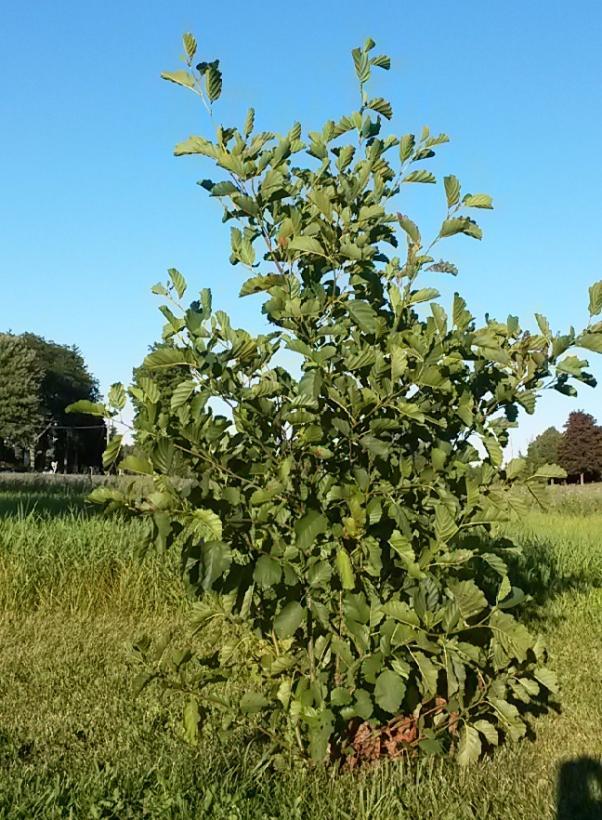 Alnus Rugosa - View 2 from www redcrocus com