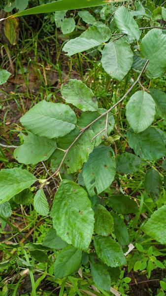 Alnus Rugosa - View 30 from www redcrocus com