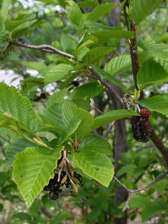 Alnus Rugosa - View 31 from www redcrocus com