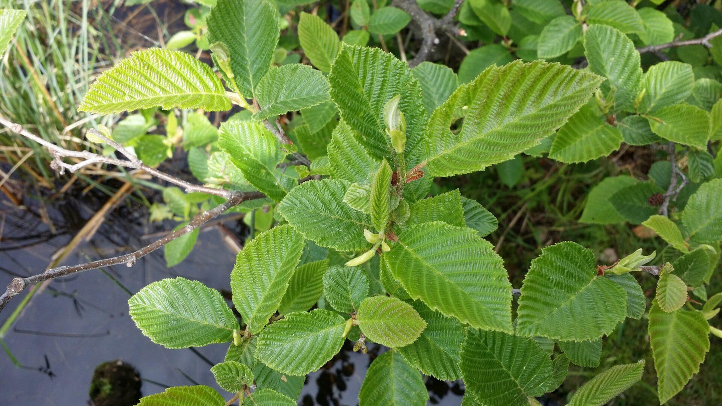 Alnus Rugosa - View 3 from www redcrocus com