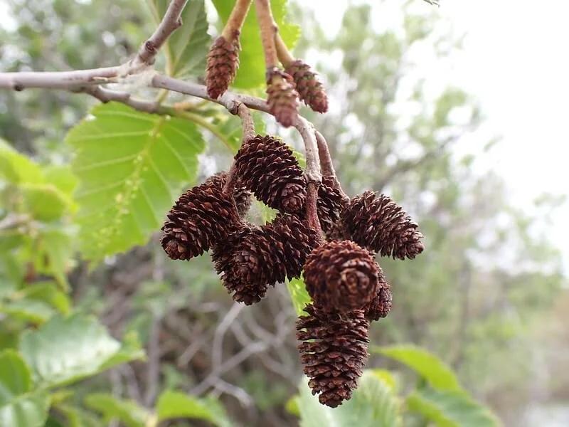 Alnus Rugosa - View 4 from www redcrocus com