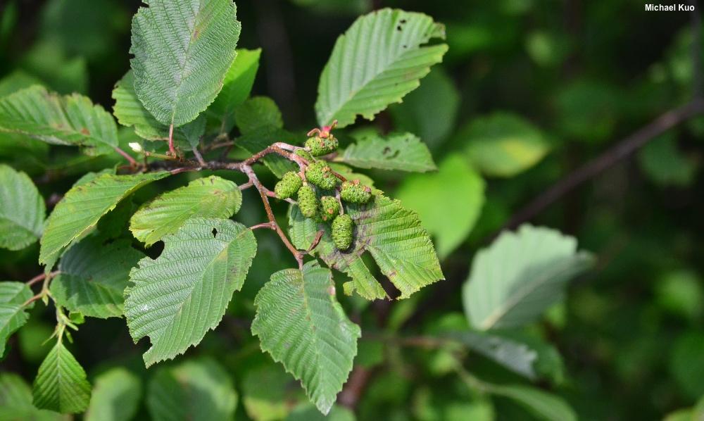 Alnus Rugosa - View 5 from www redcrocus com