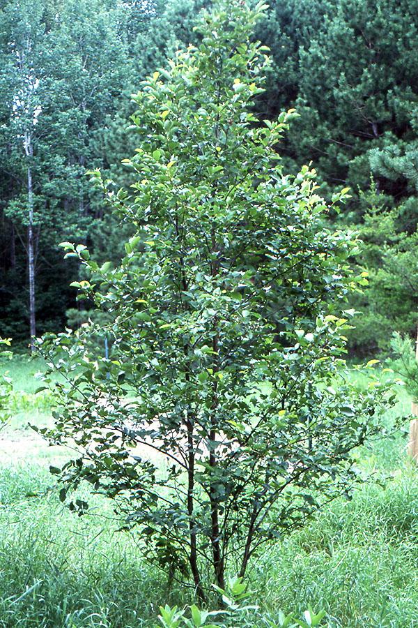 Alnus Rugosa - View 6 from www redcrocus com
