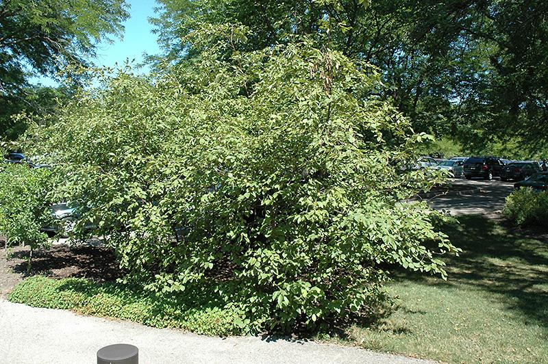 Alnus Rugosa - View 7 from www redcrocus com