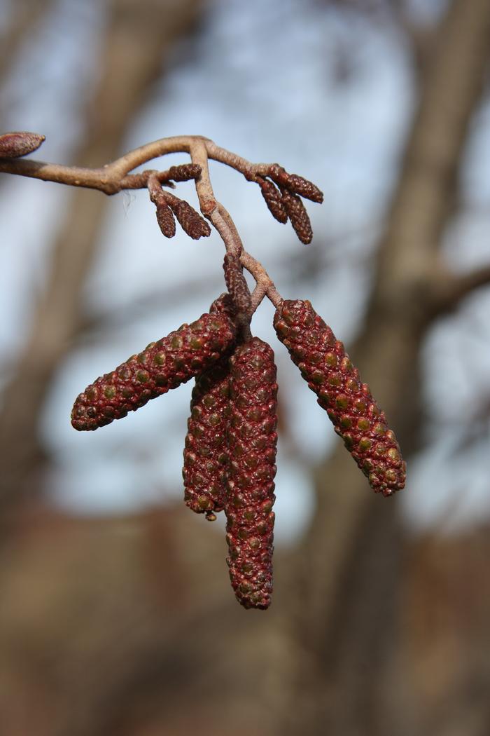 Alnus Rugosa - View 8 from www redcrocus com