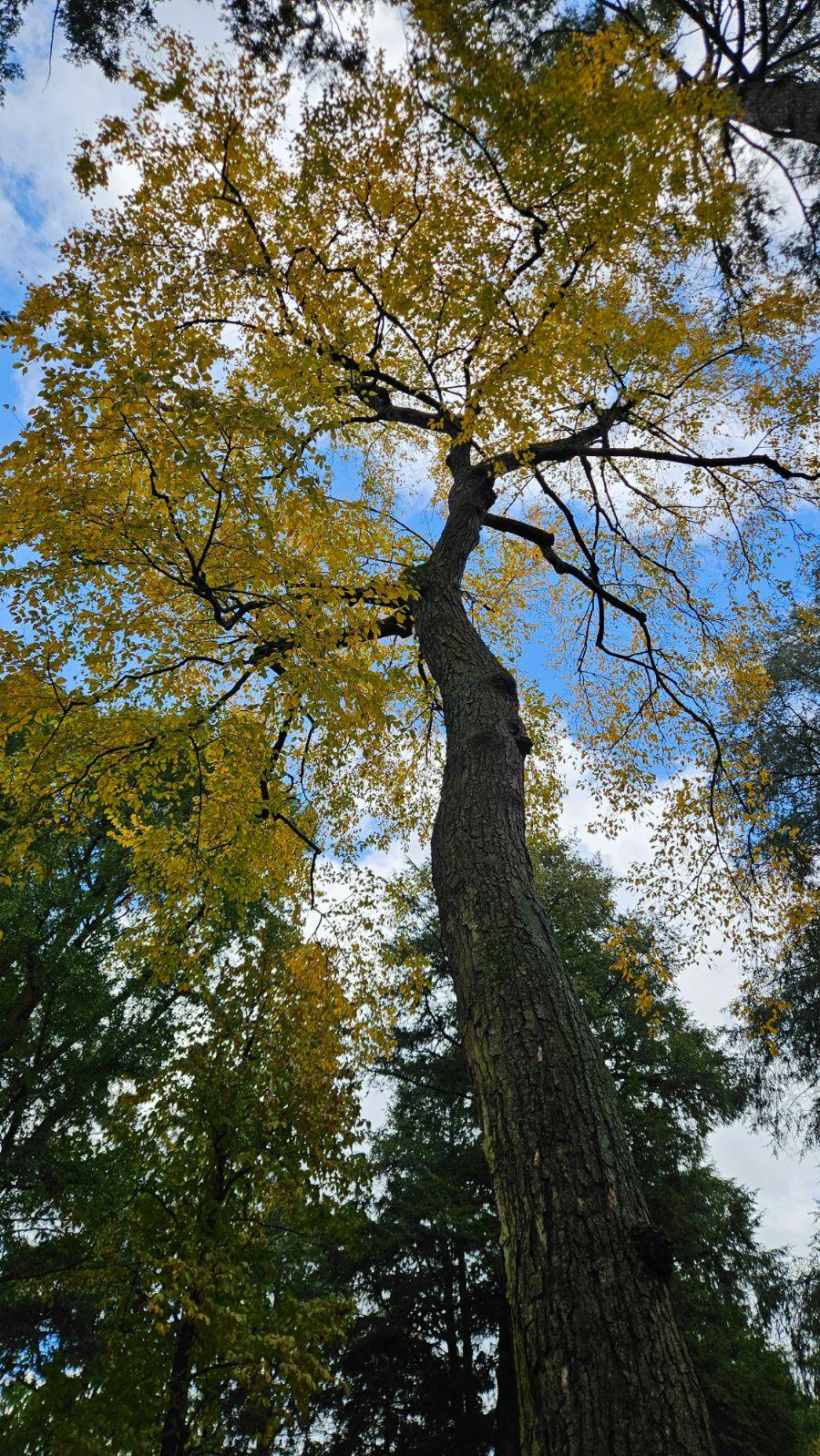Betula Alleghaniensis Single Stem - View 16 from www redcrocus com