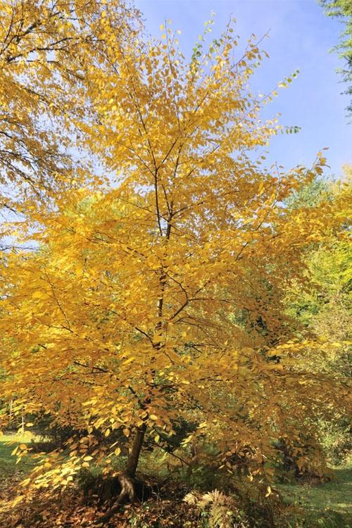 Betula Alleghaniensis Single Stem - View 17 from www redcrocus com