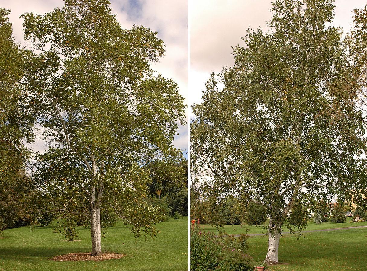Betula Alleghaniensis Single Stem - View 18 from www redcrocus com
