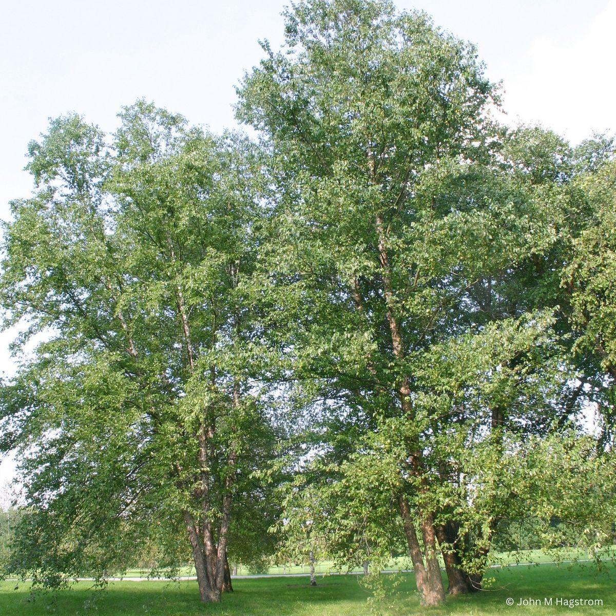Betula Alleghaniensis Single Stem - View 23 from www redcrocus com
