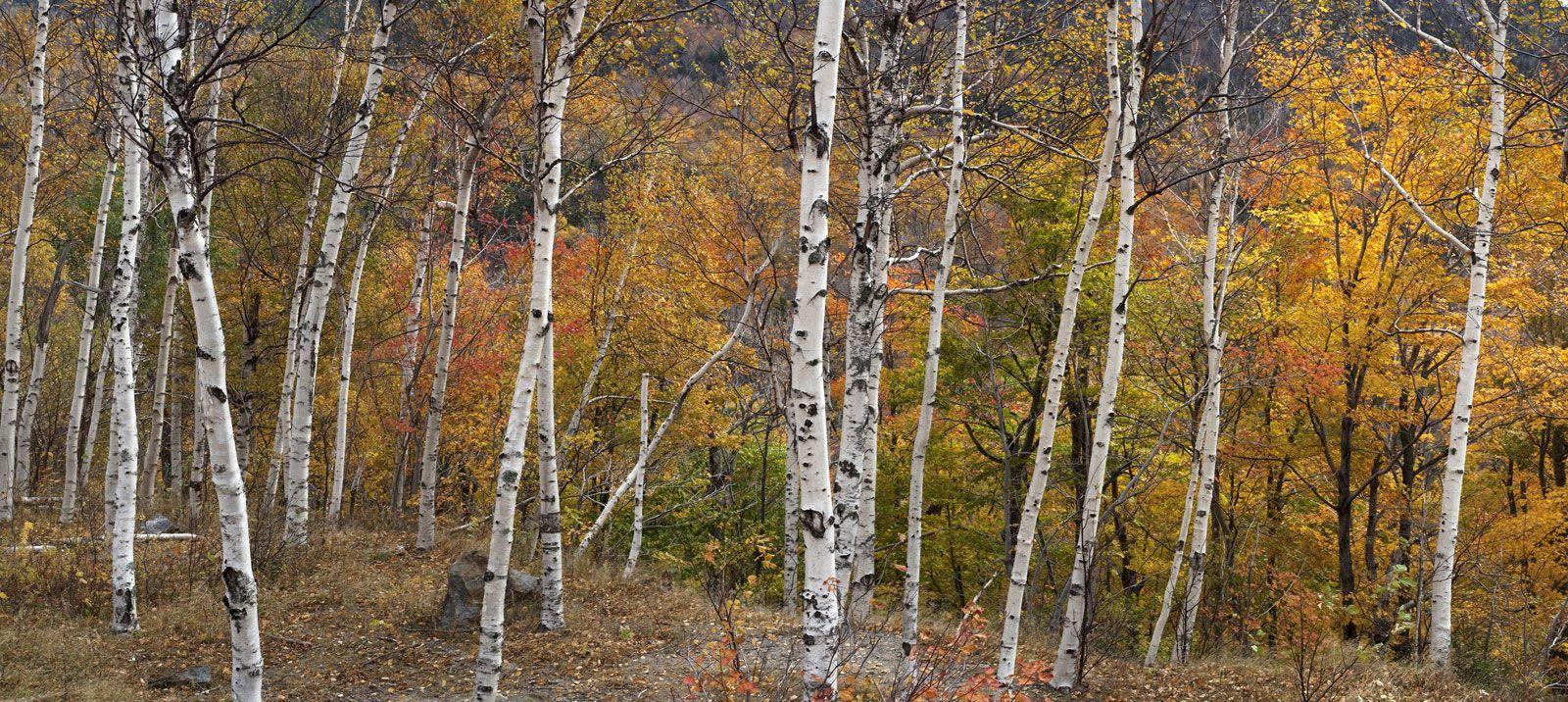 Betula Alleghaniensis Single Stem - View 27 from www redcrocus com