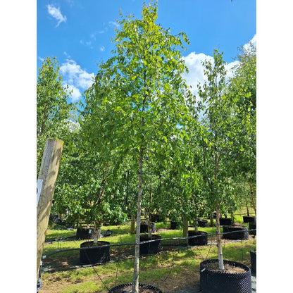 Betula Alleghaniensis Single Stem - View 2 from www redcrocus com