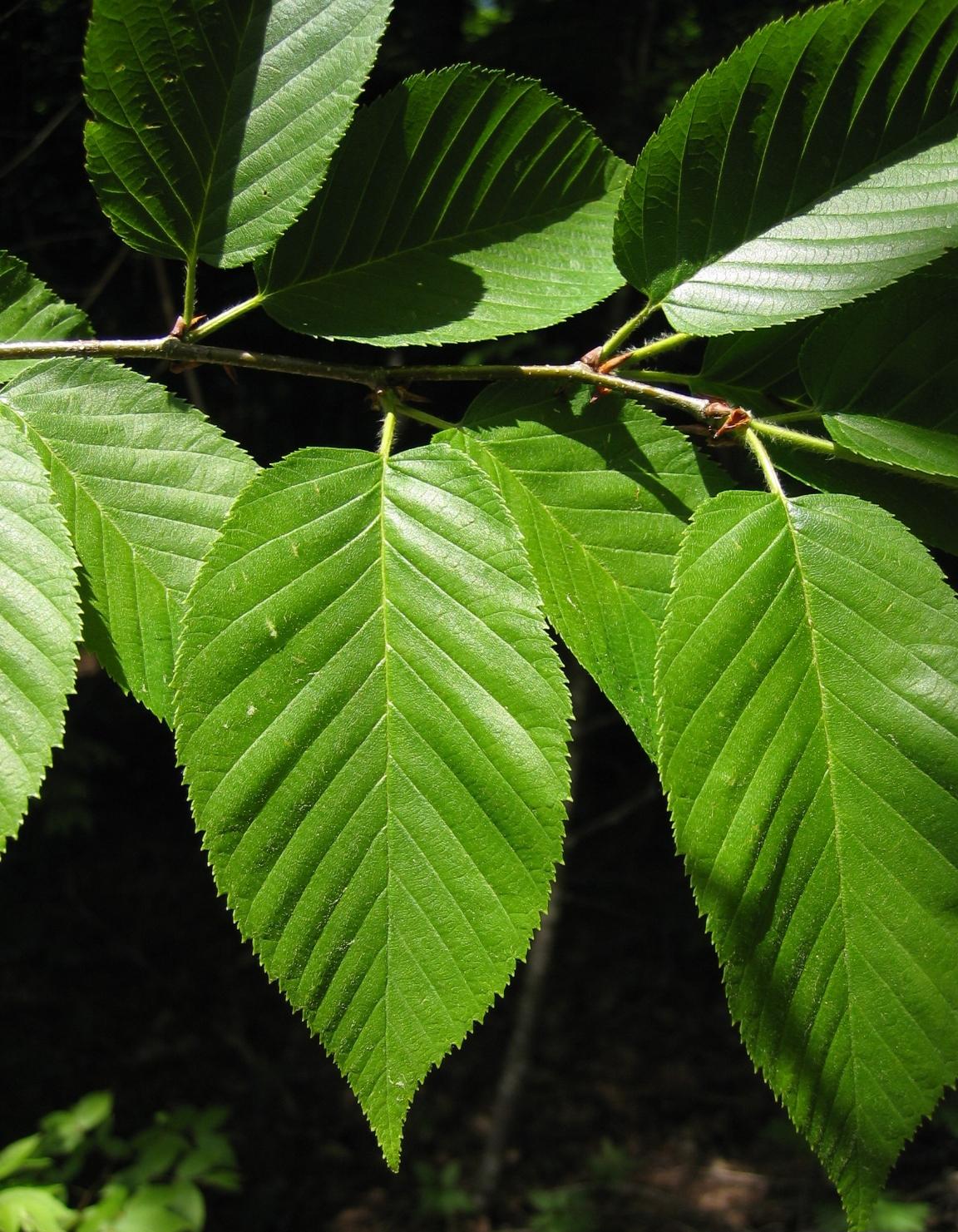 Betula Alleghaniensis Single Stem - View 4 from www redcrocus com