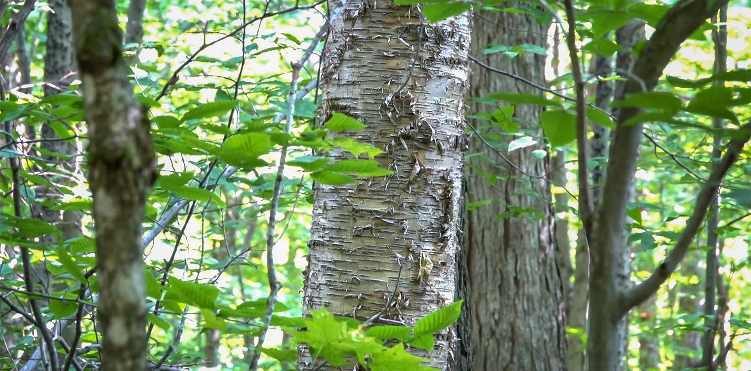 Betula Alleghaniensis Single Stem - View 5 from www redcrocus com