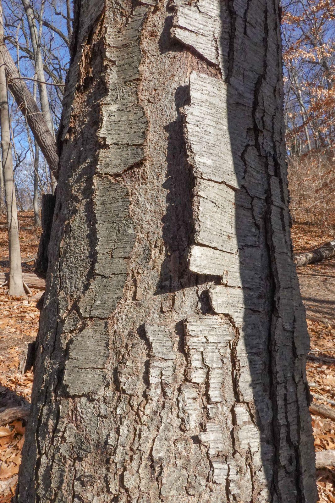 Betula Alleghaniensis Single Stem - View 7 from www redcrocus com