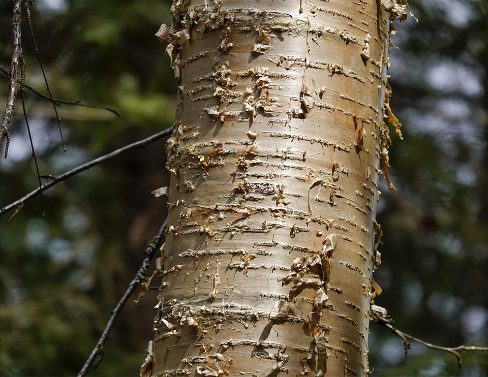 Betula Alleghaniensis Single Stem - View 8 from www redcrocus com
