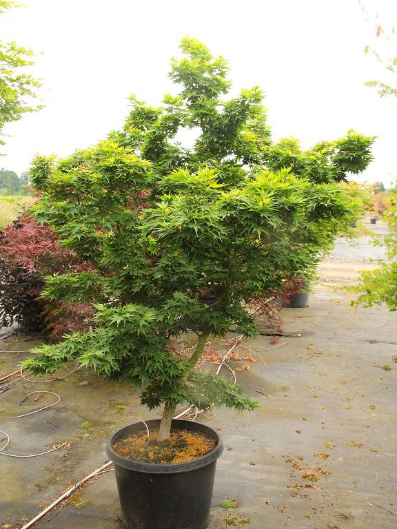 Acer Palmatum 'mikawa Yatsubasa' - View 10 from www redcrocus com