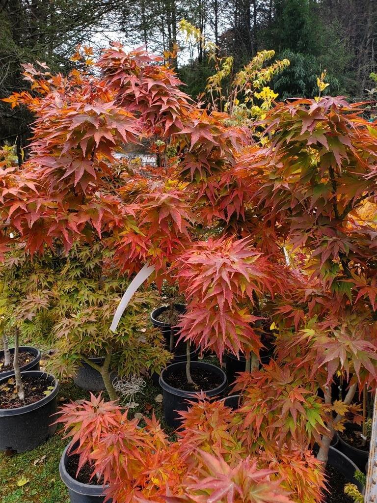 Acer Palmatum 'mikawa Yatsubasa' - View 13 from www redcrocus com
