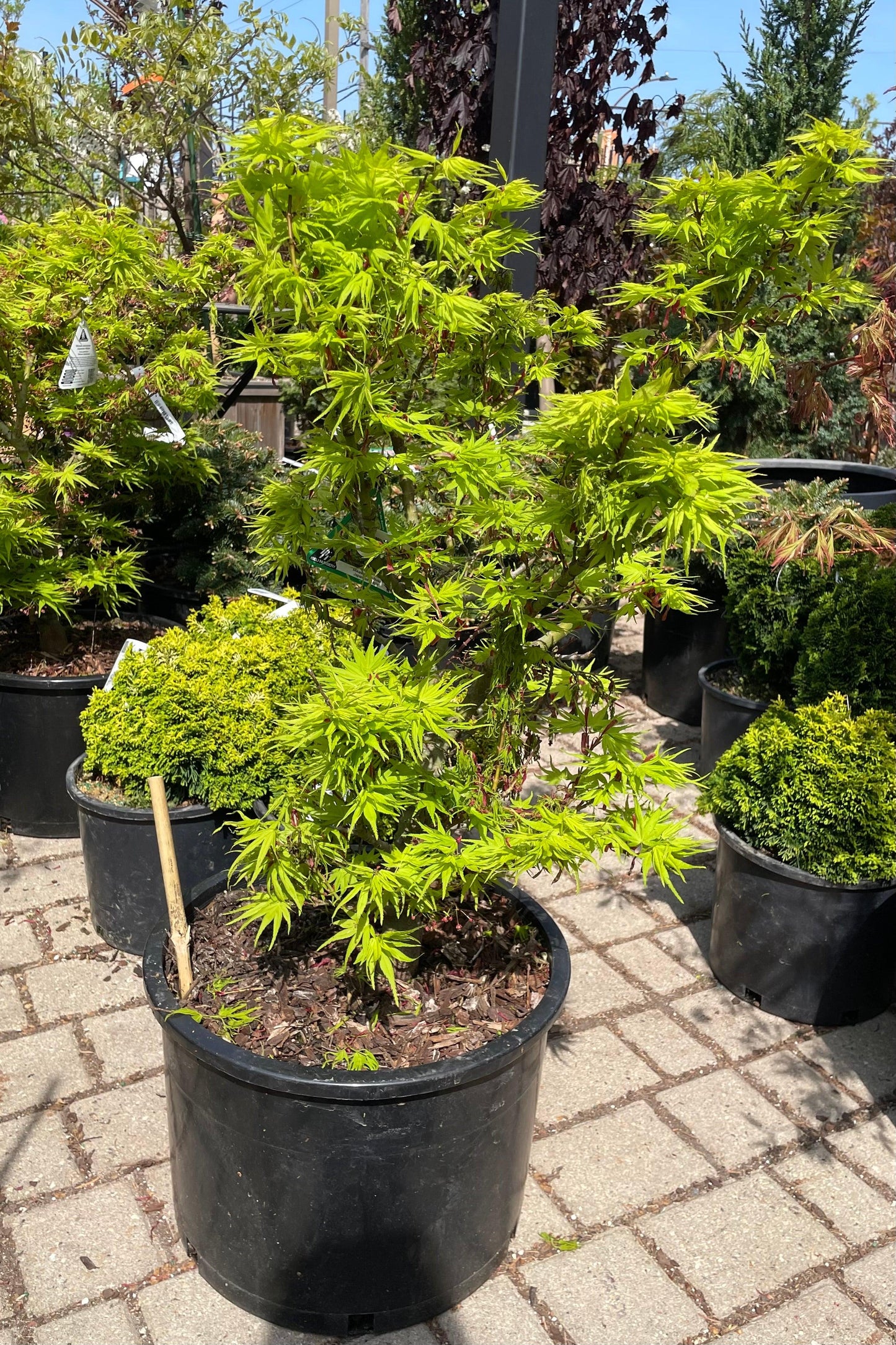 Acer Palmatum 'mikawa Yatsubasa' - View 14 from www redcrocus com