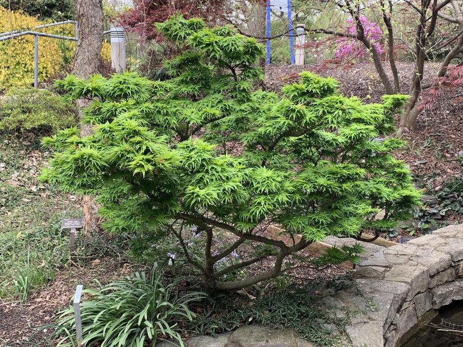 Acer Palmatum 'mikawa Yatsubasa' - View 22 from www redcrocus com