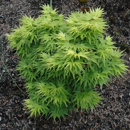 Acer Palmatum 'mikawa Yatsubasa' - View 27 from www redcrocus com