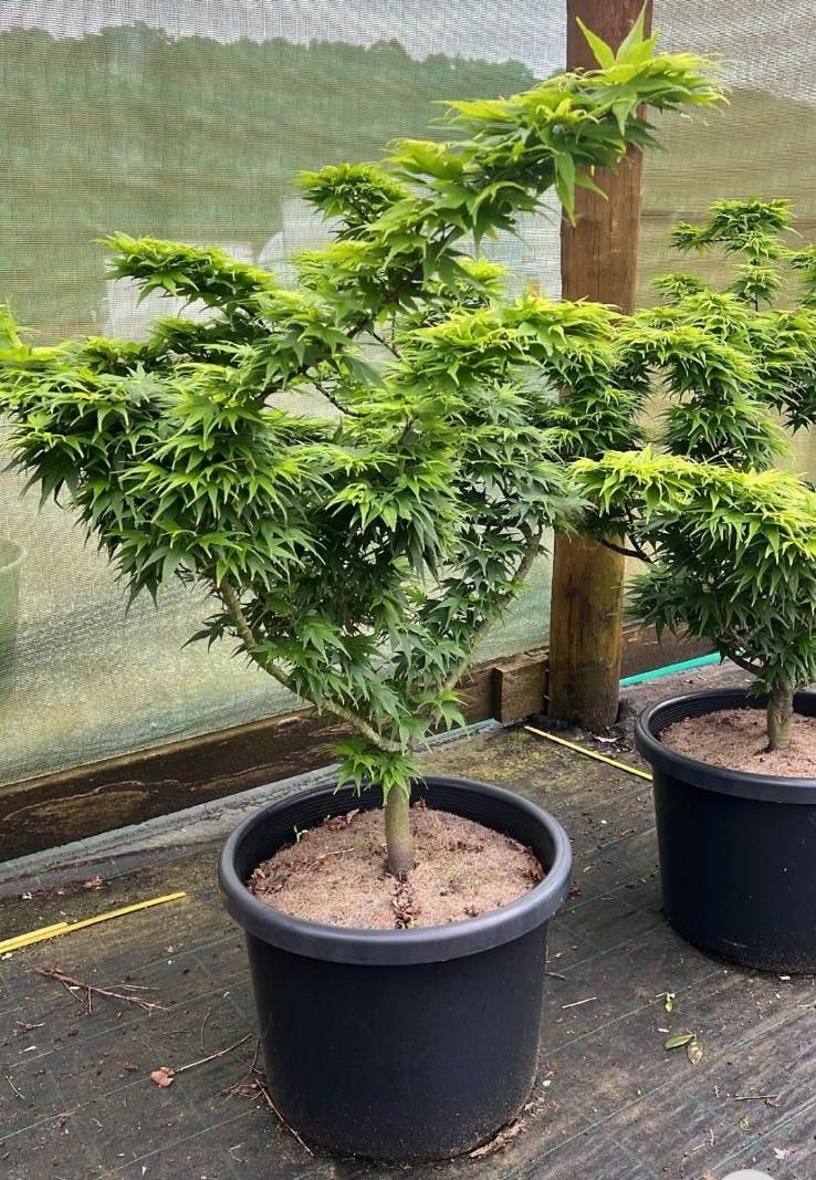 Acer Palmatum 'mikawa Yatsubasa' - View 37 from www redcrocus com