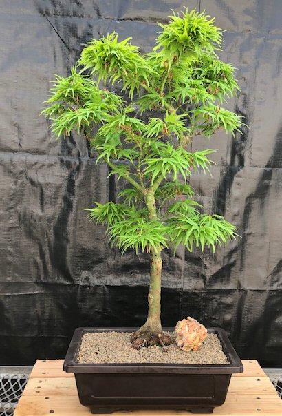 Acer Palmatum 'mikawa Yatsubasa' - View 40 from www redcrocus com