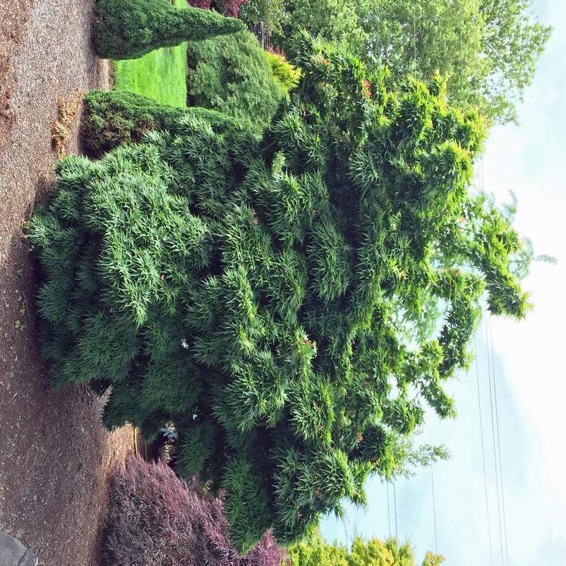 Acer Palmatum 'mikawa Yatsubasa' - View 5 from www redcrocus com